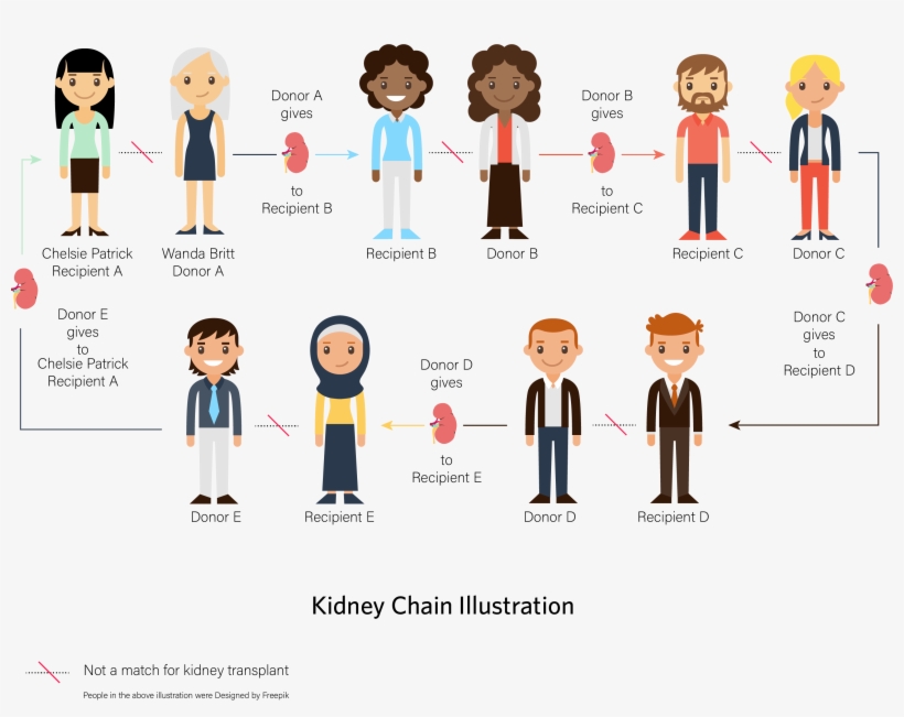 Illustration Of A Kidney Chain - Kidney, transparent png download
