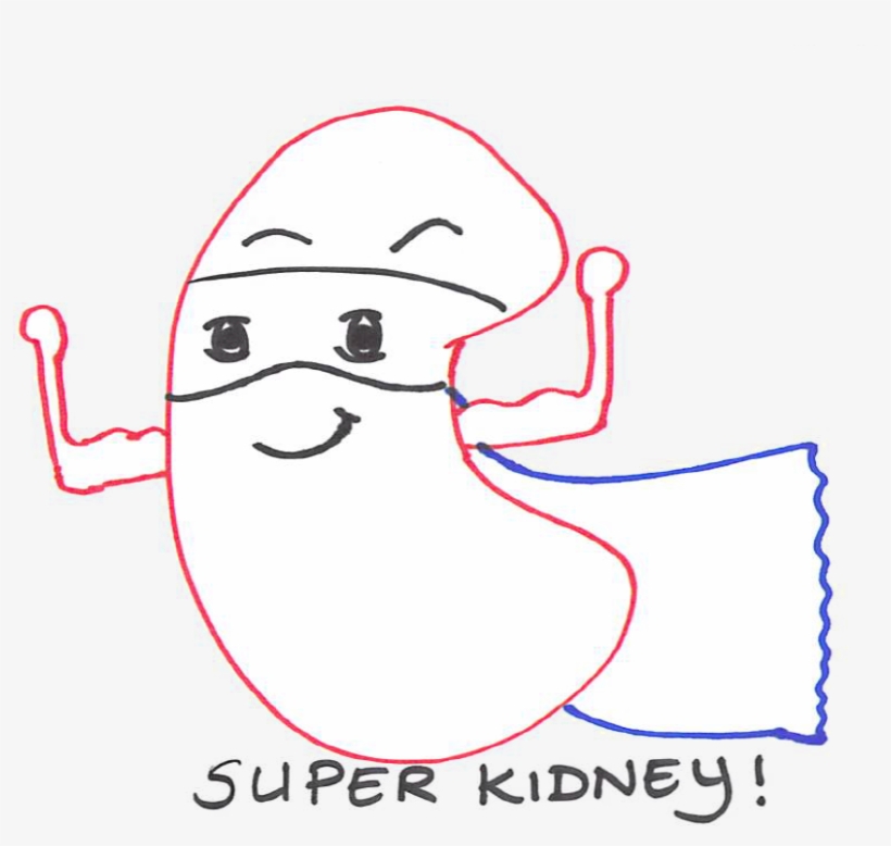 Structure May Hold Clues To Help Detect And Combat - Kidney, transparent png download