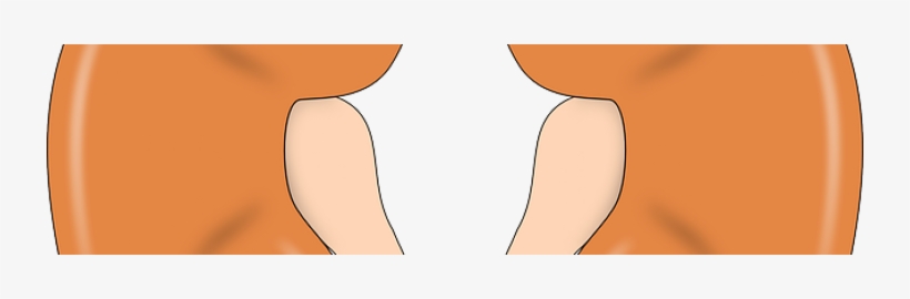 Nice Chronic Kidney Disease - Organ Transplantation, transparent png download