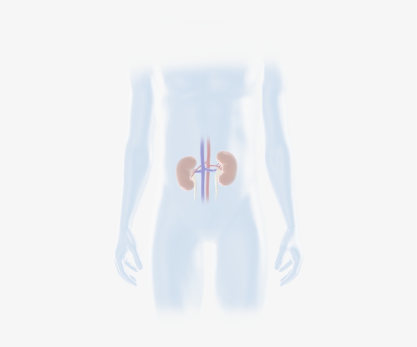 Kidney - Aerobic Exercise, transparent png download