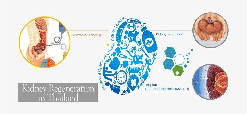 Kidney Disease Therapy In Bangkok Thailand - Does The Kidney Disease Affect The Cell, transparent png download