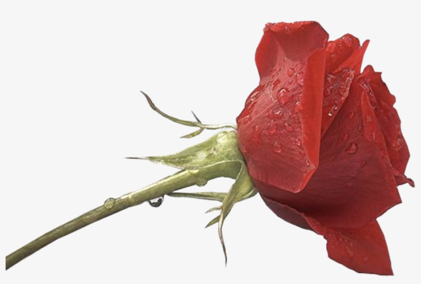 What Is Png In Photoshop - Png For Photoshop Hd, transparent png download