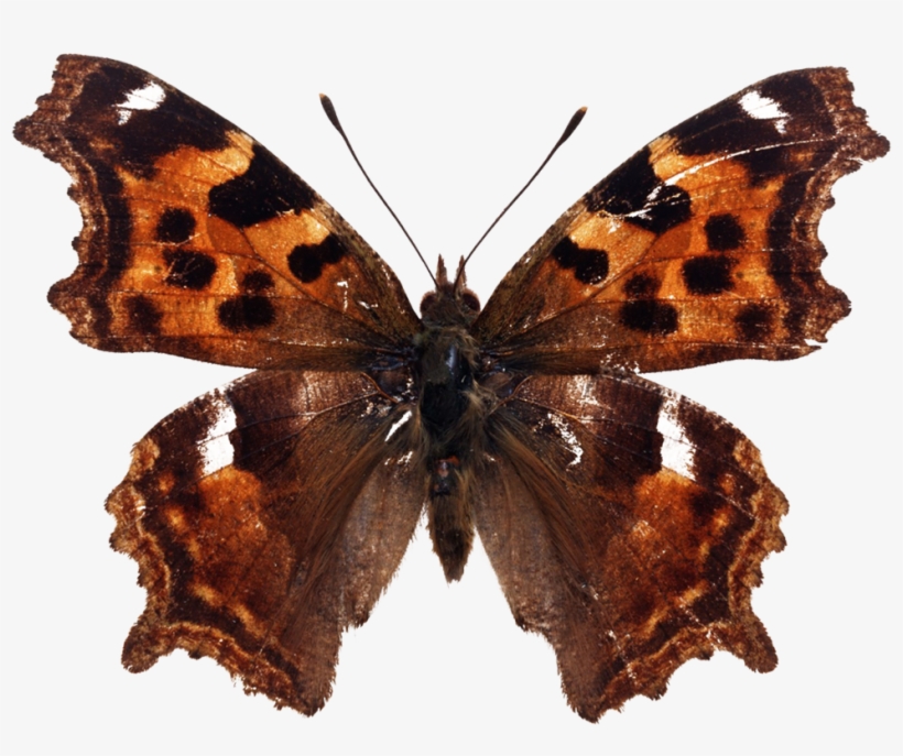 Butterfly Download Beautiful Butterfly Images For Free, transparent png download