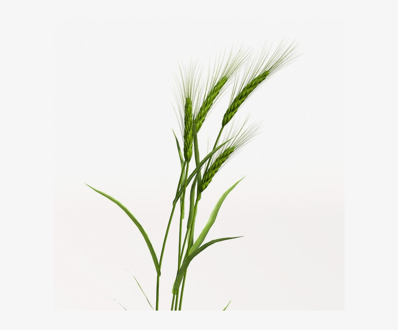 Contacting Roger Smith Contracting Ltd - Barley Plant Png, transparent png download