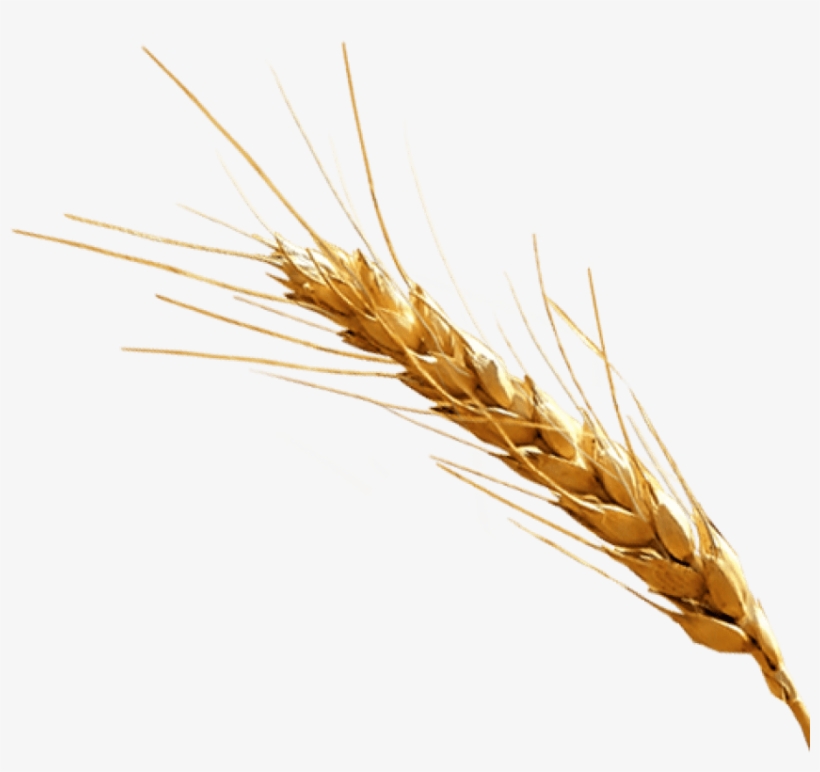 Free Png Barley Png Images Transparent - Barley Png, transparent png download