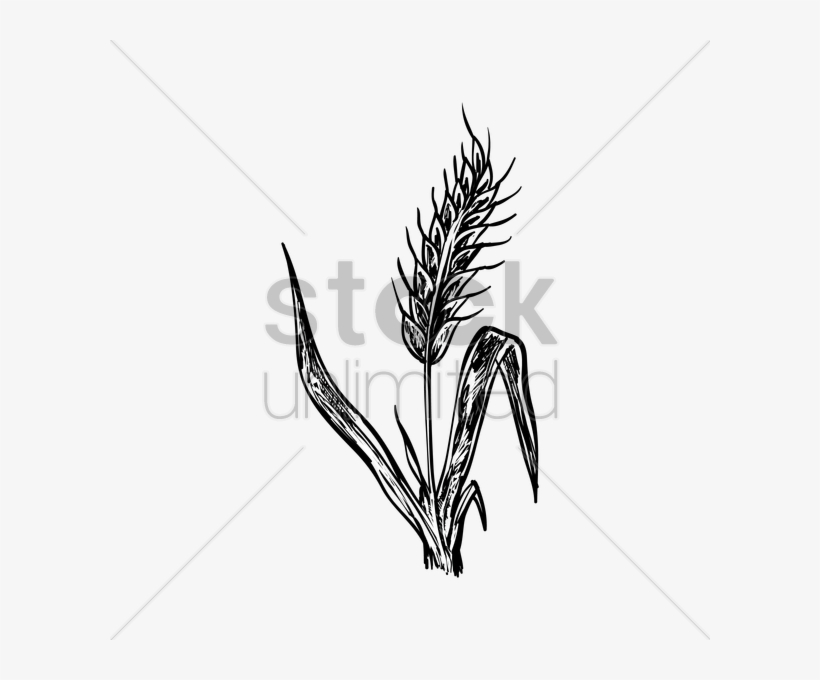 Vector Transparent Stock Wheat Stalk At Getdrawings - Stock Illustration, transparent png download