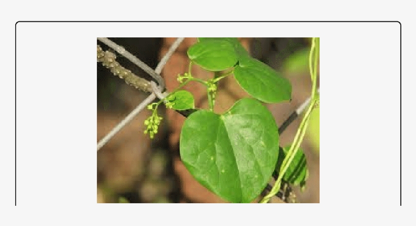 Tinospora Cordifolia - - Manfaat Brotowali Untuk Wajah, transparent png download