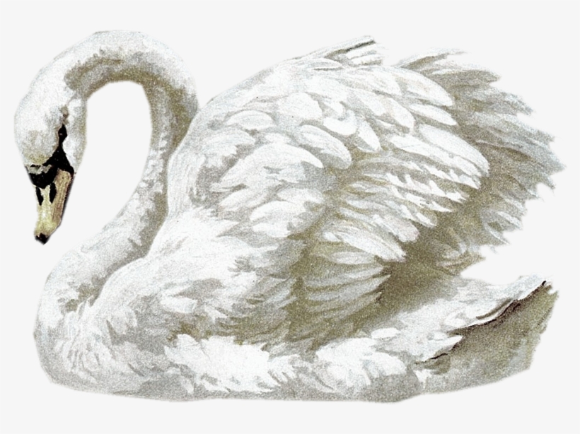 A Few Nice Freebies On This Site - Paper, transparent png download