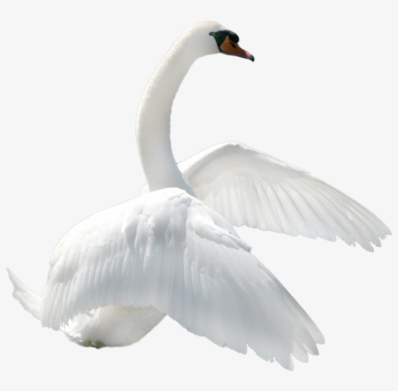 Swan Png - Cisne En Png, transparent png download