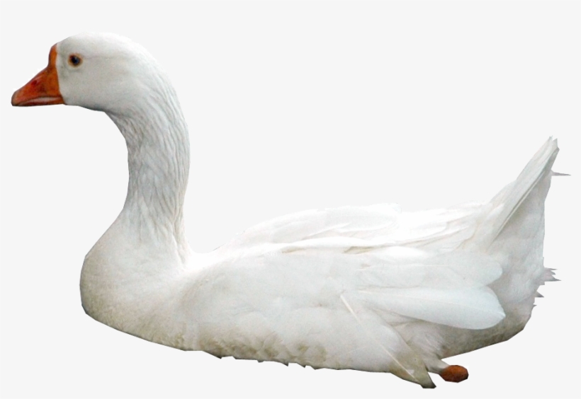 Swan Png - Swan .png, transparent png download