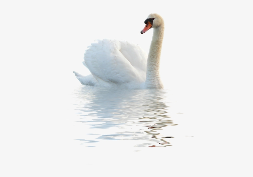 Swan Png, transparent png download