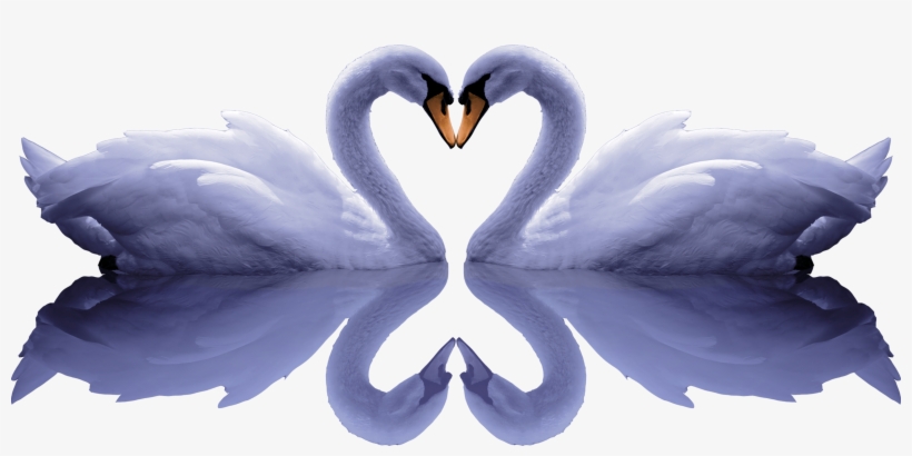 Banner Free Stock Cygnini Free Romantic Pull Png Image - Transparent Two Swans Png, transparent png download