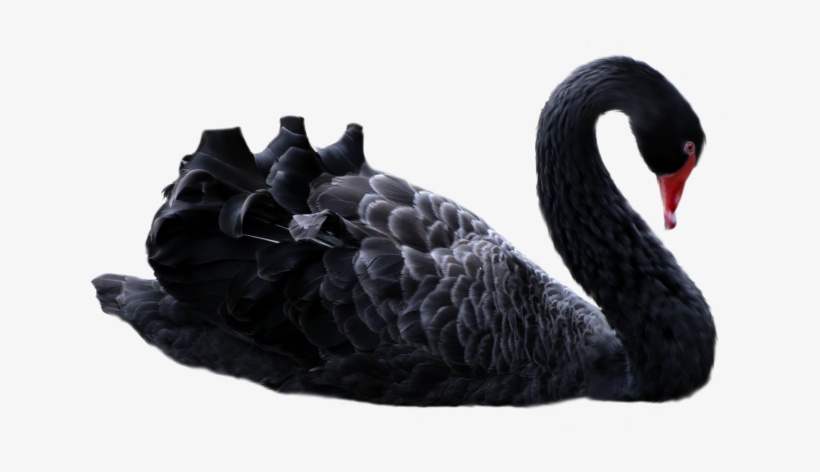 Swan Png Image - Black Swan Png, transparent png download