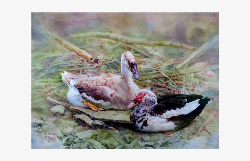 A027-017 - Mallard, transparent png download