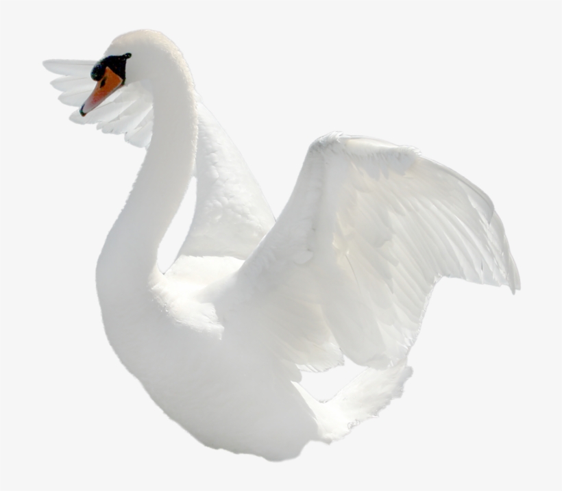 Swan Png Images Free Download - Cisne Png, transparent png download