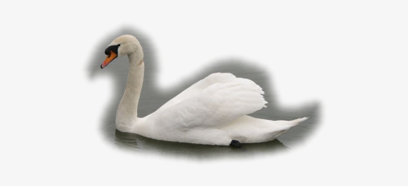Bd-49 - Tundra Swan, transparent png download