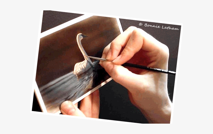 Working On A Trumpeter Swan - Paintings Of Nature, transparent png download