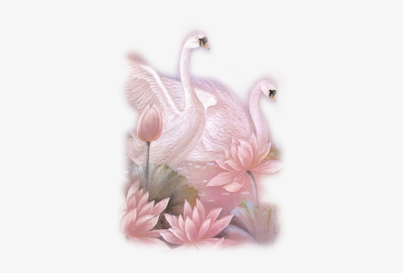 Яндекс - Фотки - Beautiful Images Of Swan, transparent png download