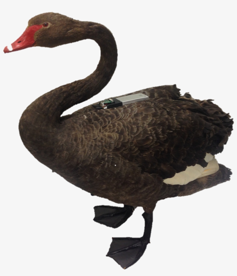 Roboswan Taxidermy Black Swan With Gps Tracking Device - Taxidermy Black Swan, transparent png download