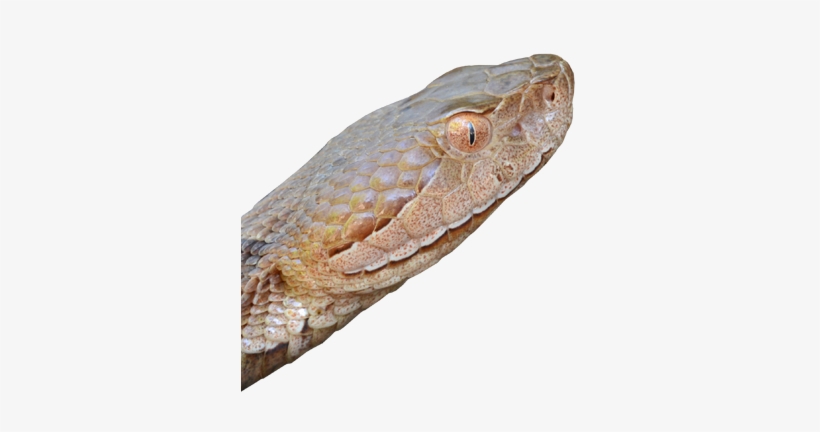 Snakes - Snake, transparent png download