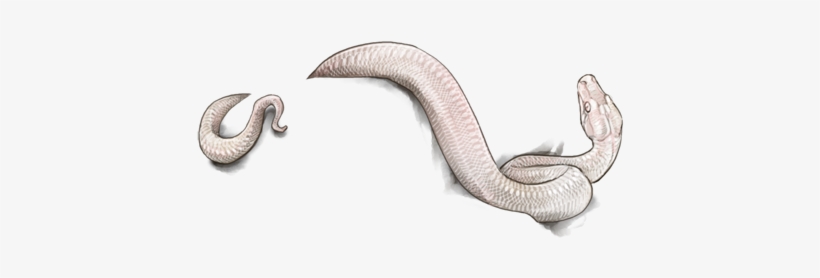 Grass Snake, transparent png download