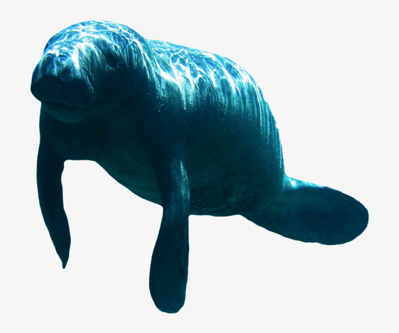 Manatee - Manatees With Transparent Background, transparent png download