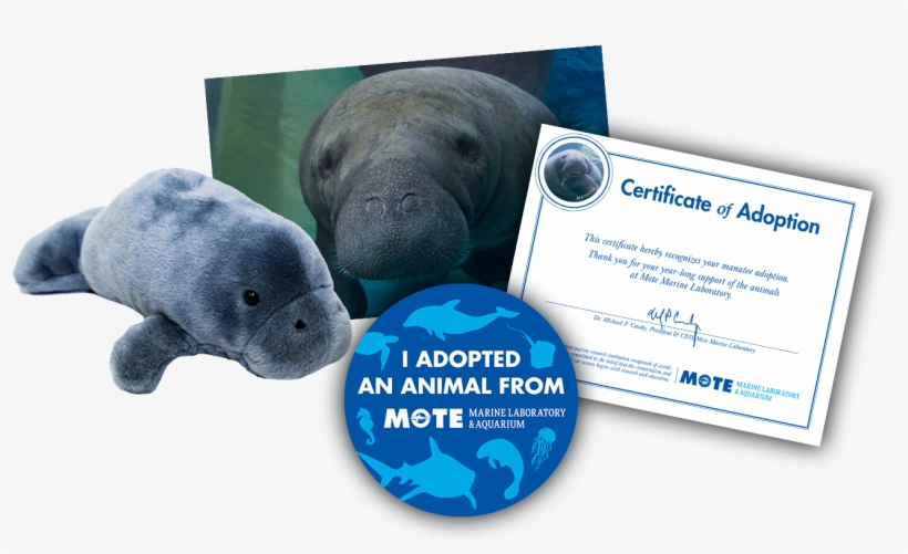 Items Included In Buddy Package - Adopt A Manatee, transparent png download