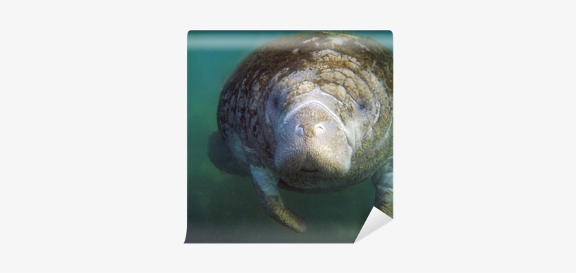 First Breath: Manatee Lesson Plan Grade 3-5, transparent png download