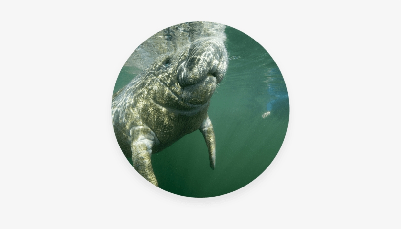 Home Manatee - Manatee, transparent png download