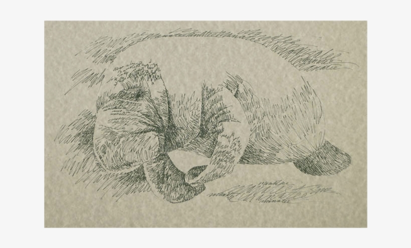 Portrait By Stephen Kline - Manatee, transparent png download