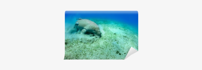 Manatee, transparent png download