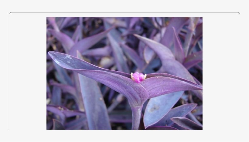 Whole Plant Of Purple Heart - Purple Wandering Jew, transparent png download