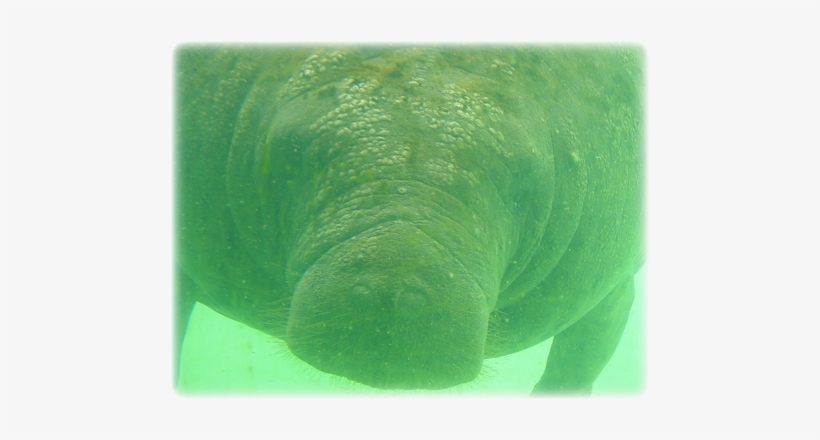 Image Details - Underwater, transparent png download