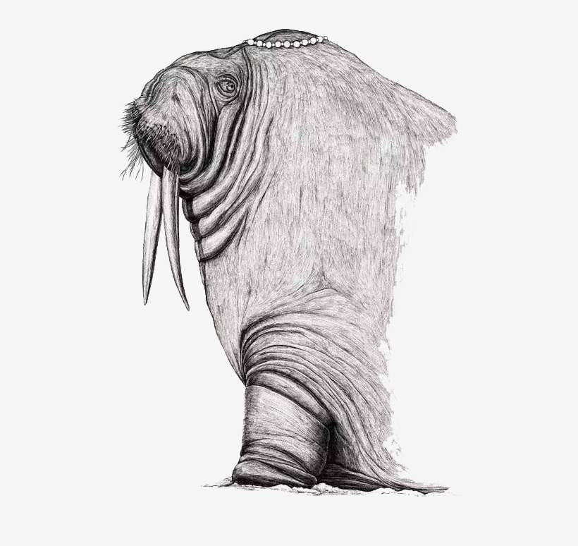 Clip Art Royalty Free Download Illustrator Poster Illustration - Walrus Head Drawing, transparent png download