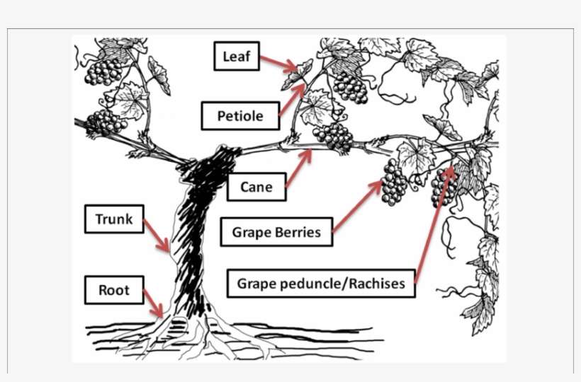 Distribution Of Rotundone In Different Grapevine Tissues - Grape Vine, transparent png download