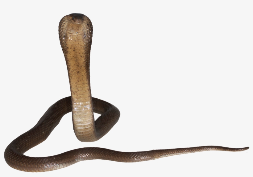 0 Replies 1 Retweet 0 Likes - Smooth Earth Snake, transparent png download