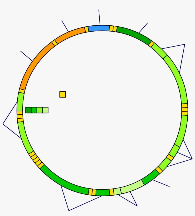 Mitochondrial Dna Blank - Mitochondrial Dna, transparent png download