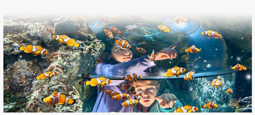 Are You Ready For An Incredible, Close Encounter With - Gardaland Sea Life Aquarium, transparent png download