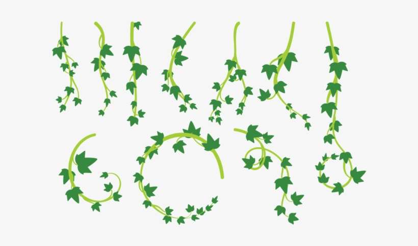 Liana Leaves Vector - Dibujo Lianas Png, transparent png download