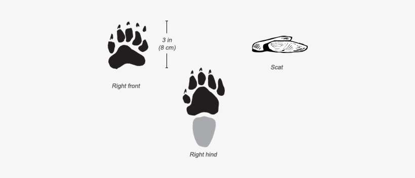 Honey Badger Tracks - Honey Badger Paw, transparent png download