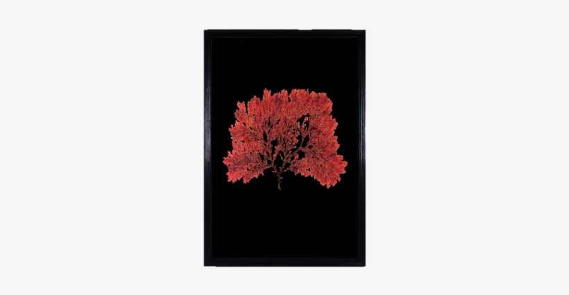 Sealife Wall Art Timothy Oulton, transparent png download