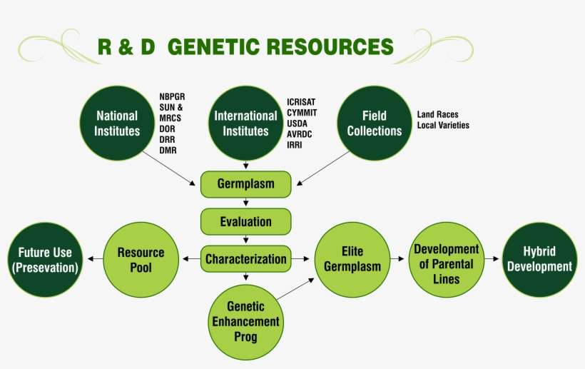 R & D Genetic Resources Png - Genetic Resources, transparent png download