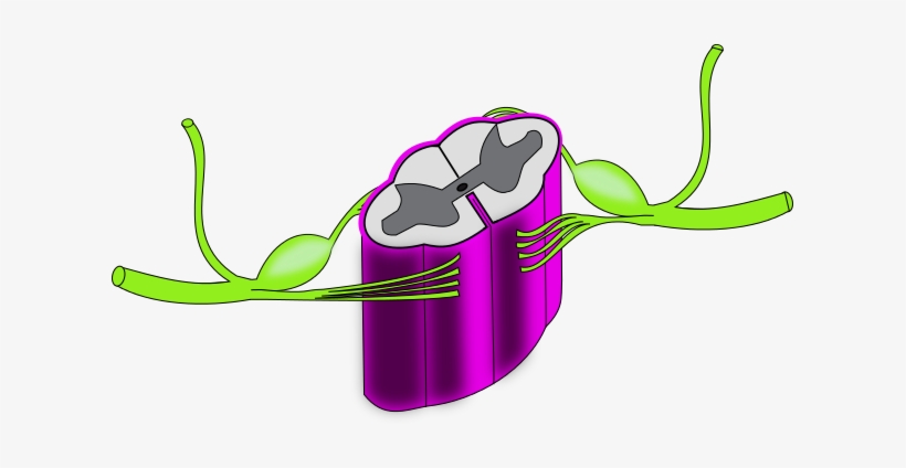Ch13 Spinal Cord Closeup - Spinal Cord, transparent png download