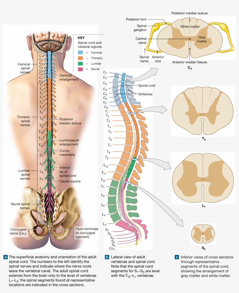 Nerves Of The Spine Png - Spinal Cord, transparent png download