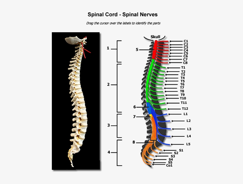Human Anatomy Physiology Spinal - Human Anatomy Spinal Nerves, transparent png download