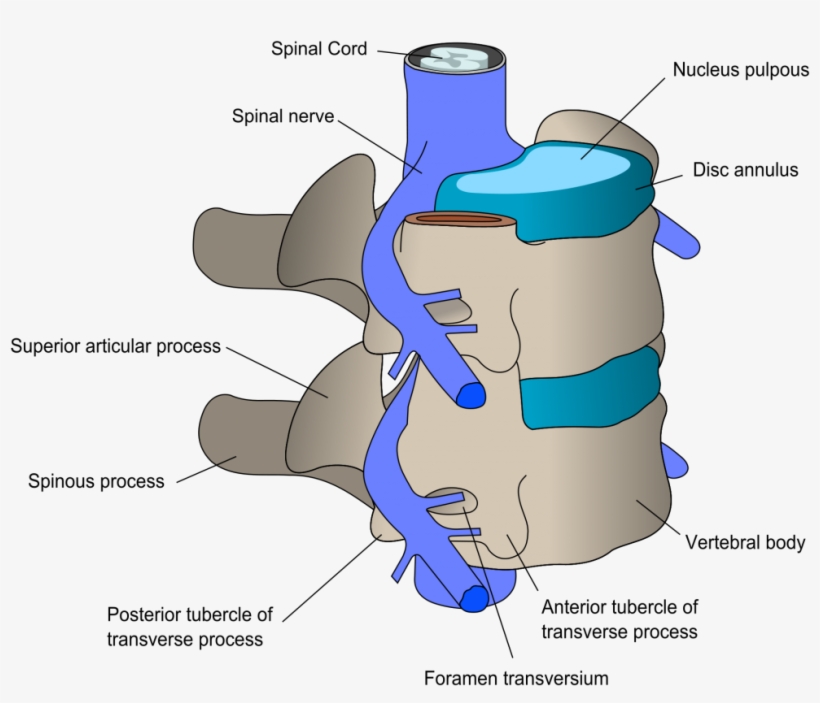 Parts Of Vertebral Body, transparent png download