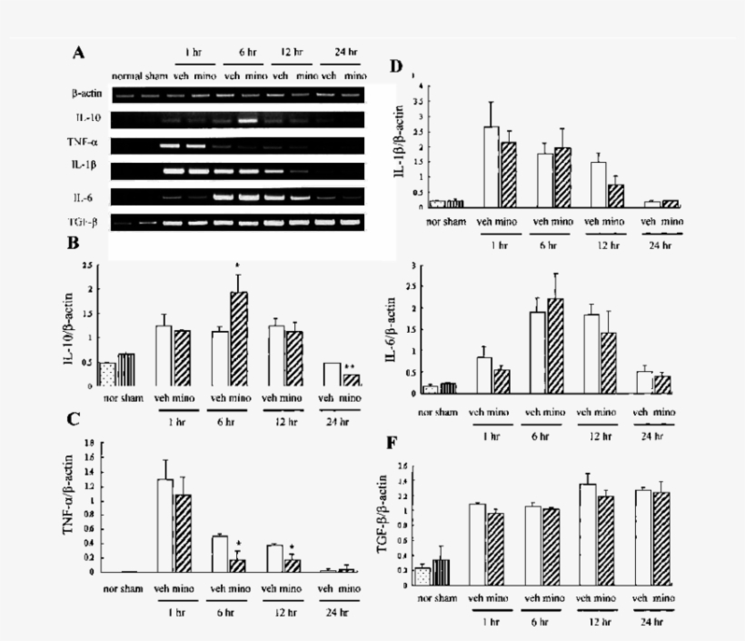 Effect Of Minocycline On Expression Of Cytokines After - Spinal Cord, transparent png download