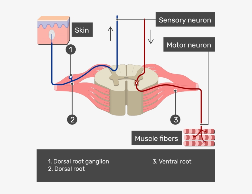 Image Showing A Spinal Cord Segment Connected To The - Ventral And Dorsal Root, transparent png download