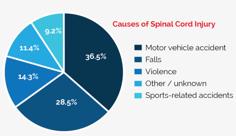 Spinal Cord Injury Causes - Airport Management, transparent png download