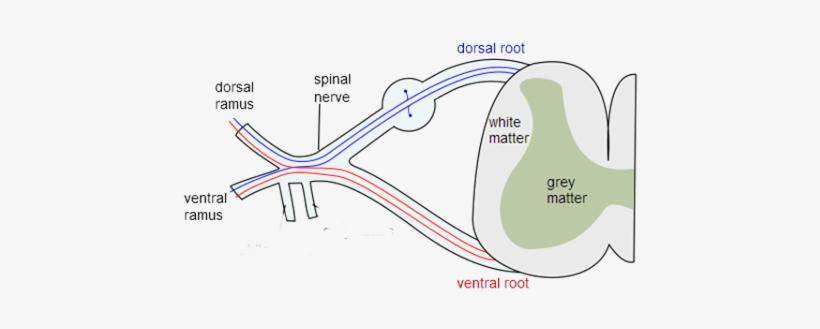 They Exit The Spinal Column At The Ventral Root, And - Guillain Barré Syndrome Spinal Cord, transparent png download
